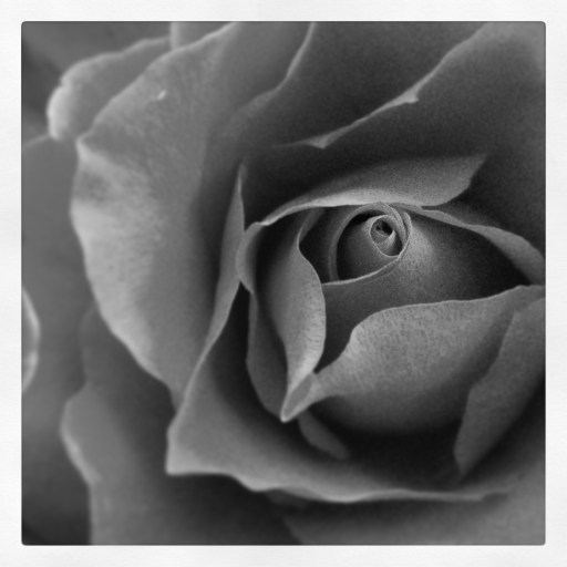 a rose is a rose is a rose