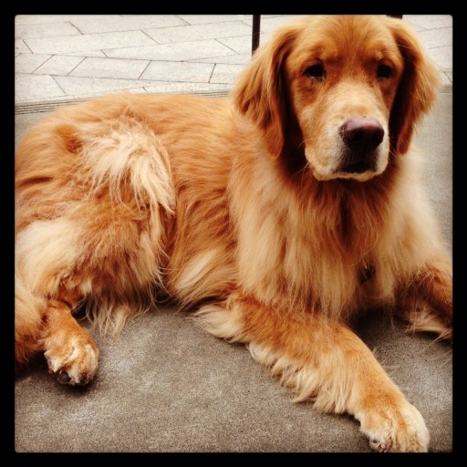 ...this is golden retriever number 1{an homage to westminster}