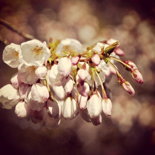 cherry blossoms . no 1