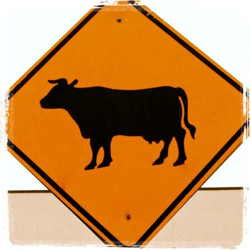 beware...city cow crossing