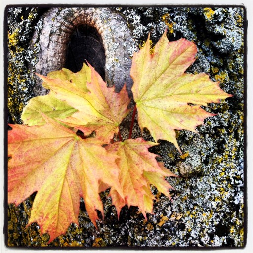 a fall sighting in spring