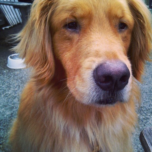 happy national dog day