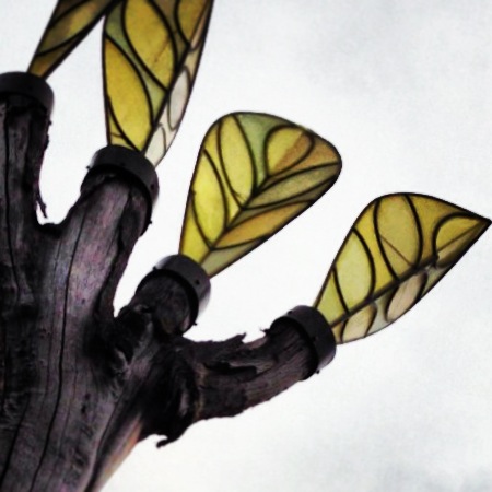 witness tree :: ballard