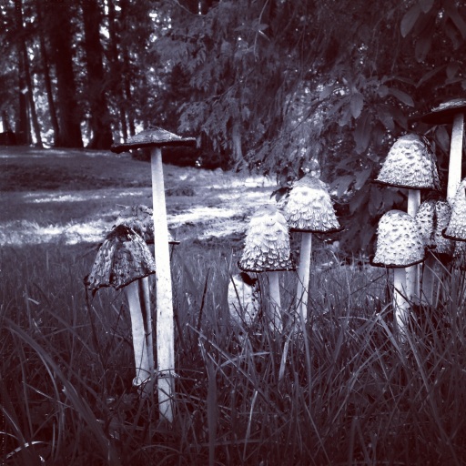 field of mushrooms